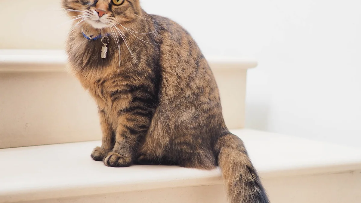 Cat Furniture for Small Homes and Curious Climbers lifestyle photograph