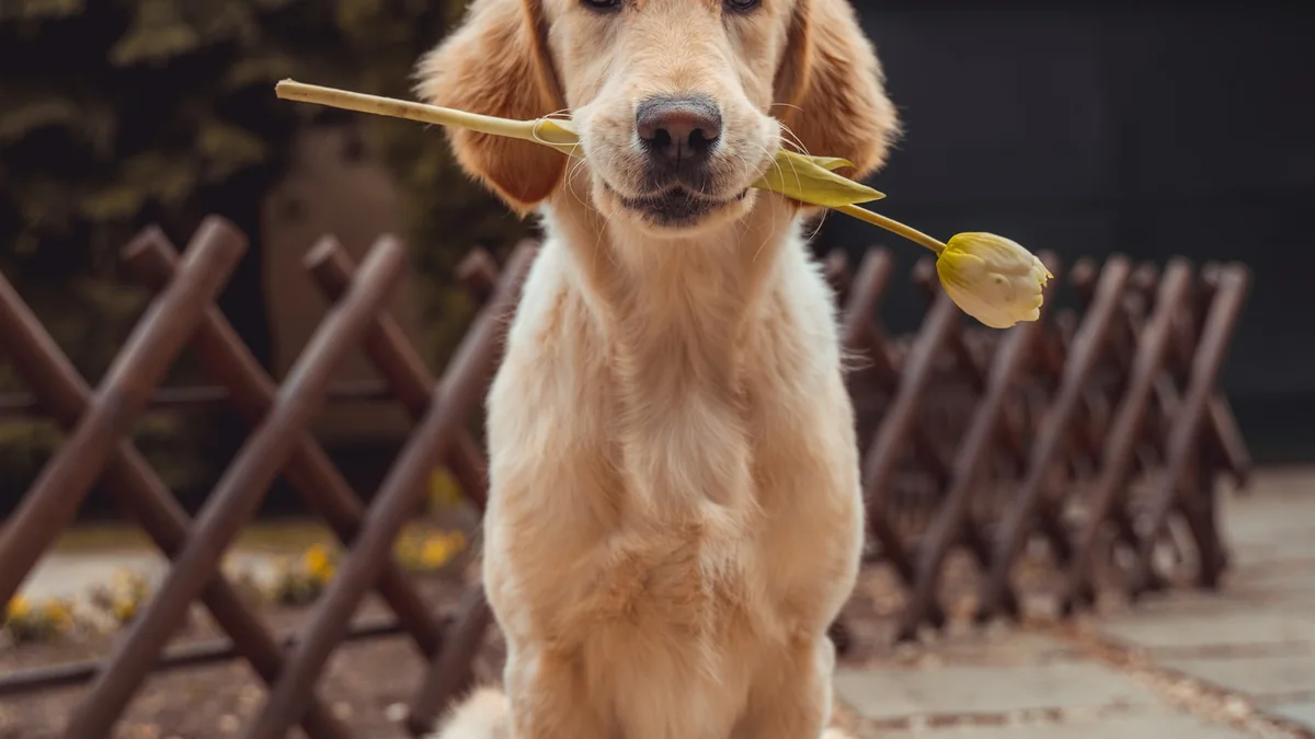 Dog-Walking Gear for Dark Mornings and Wet Evenings lifestyle photograph